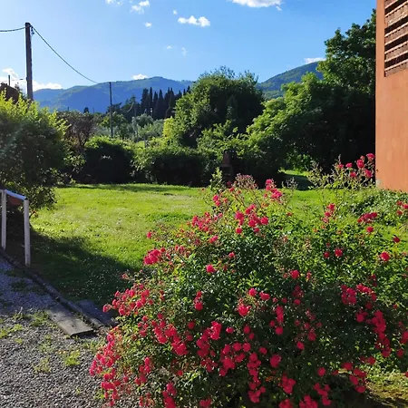 Cardellini 1 ペーシャ